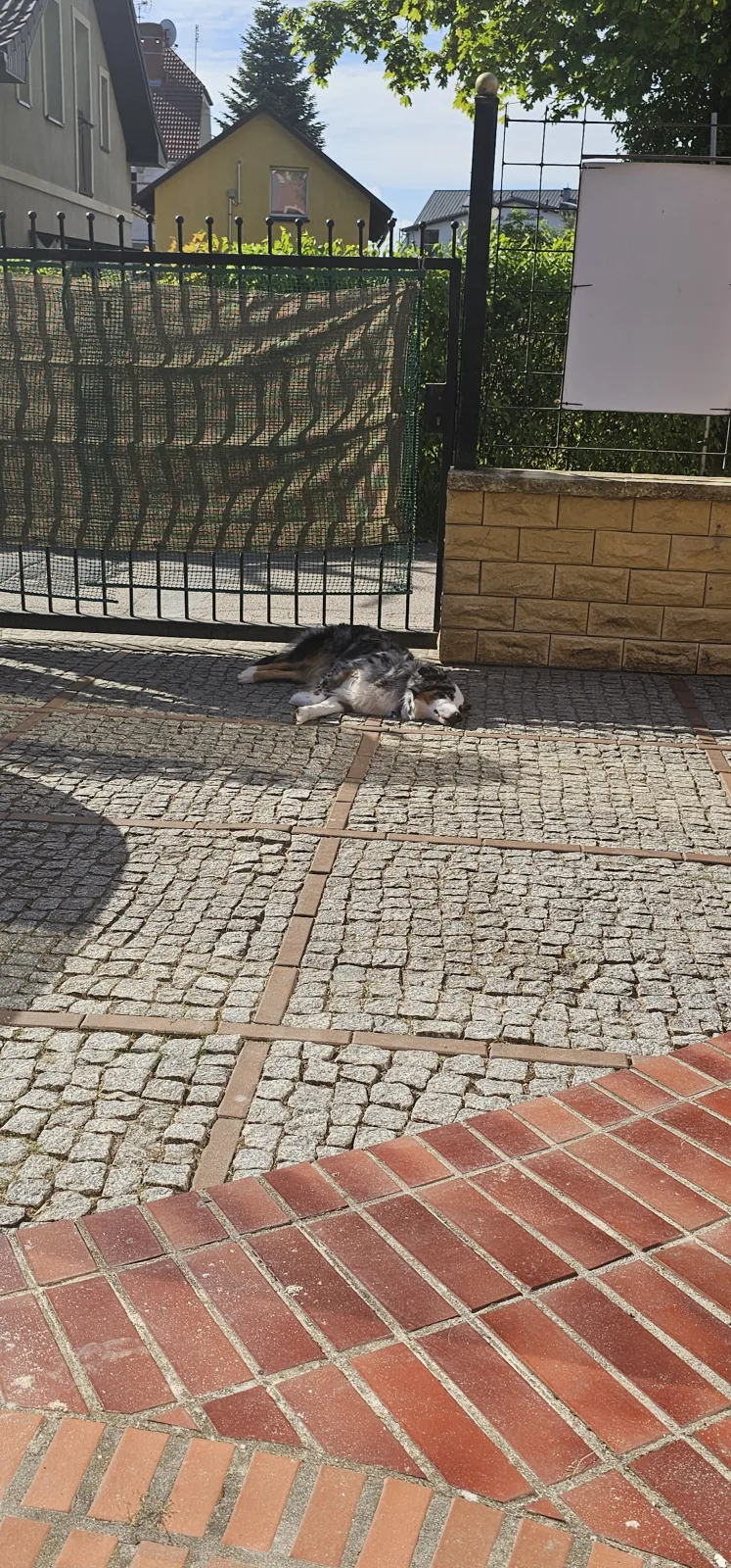Hund im Garten
