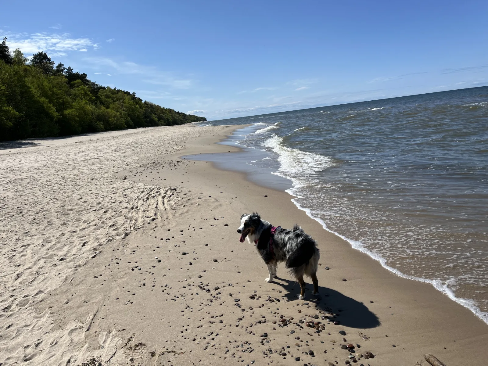 Hund am Strand