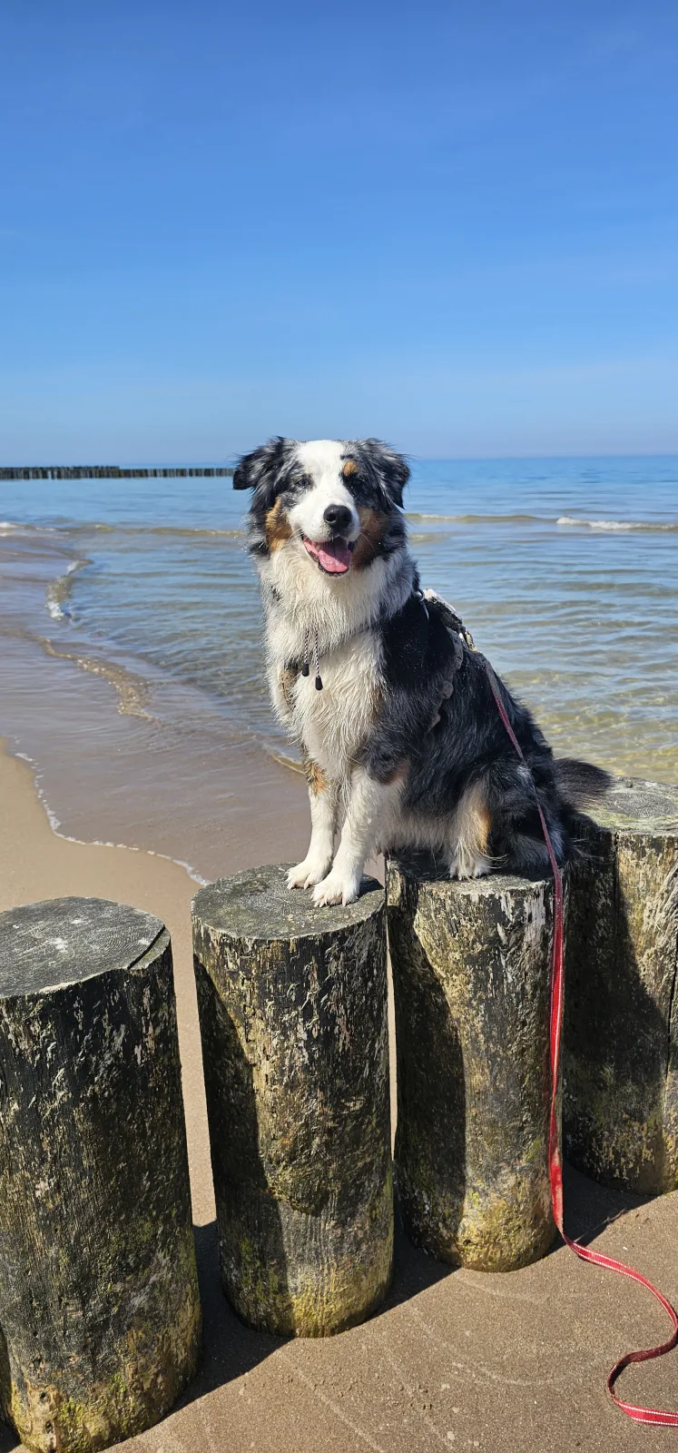 Hund sitzt auf den Buhnenpfählen am flachen Wasser