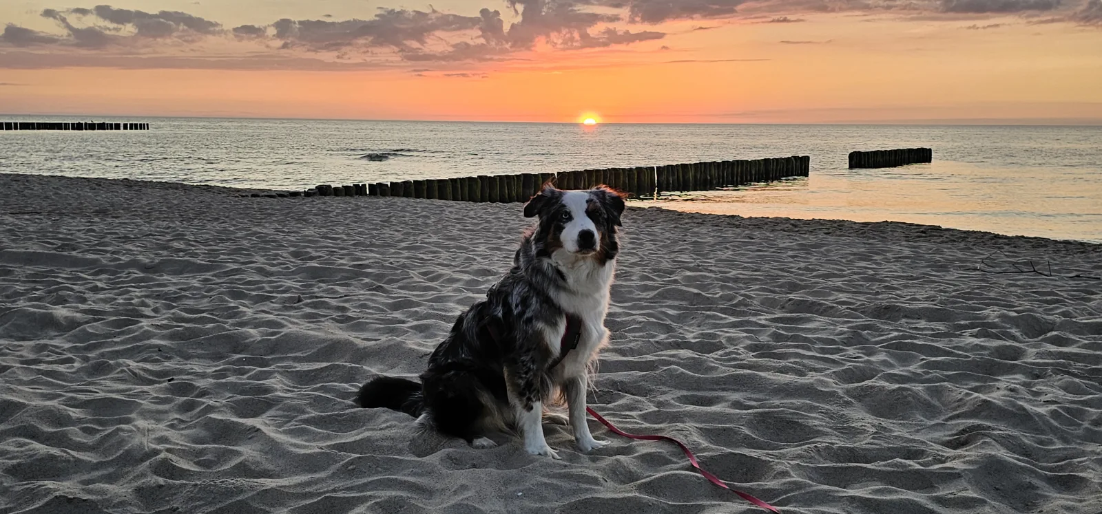 Hund im Sand vor dem Sonnenuntergang über der Ostsee